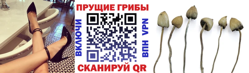 Купить где  Бакал  Галлюциногенные грибы ЛСД 